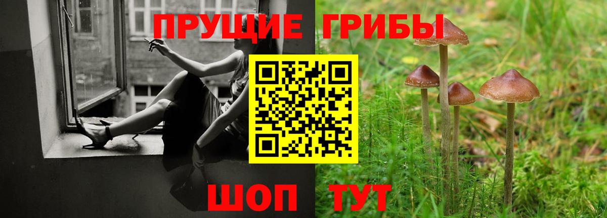 Галлюциногенные грибы Psilocybe Узловая